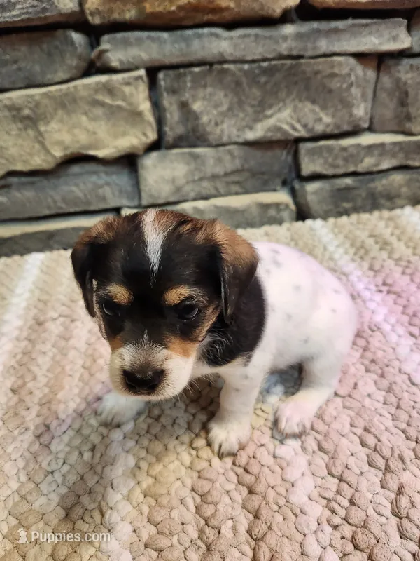 Arnie – Beagle puppy for sale in St. Peters, MO