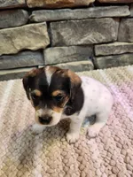 Arnie, a male Beagle for sale in St. Peters, MO – 1 of 6