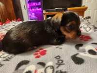 Betty Boop, a female Yorkshire Terrier for sale in St. Peters, MO – 4 of 7
