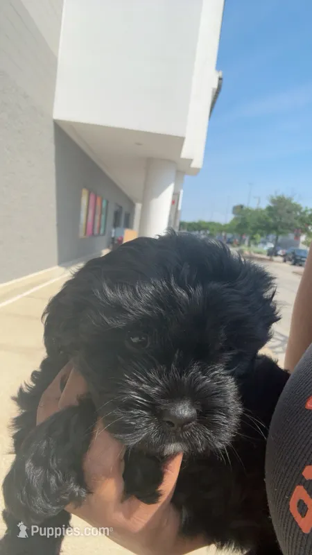 Gia – Shihpoo puppy for sale in Chicago, IL