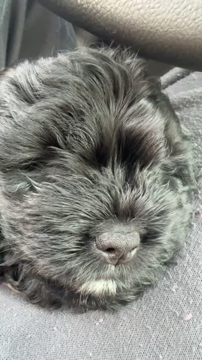 Gia, a female Shihpoo for sale in Chicago, IL – 2 of 2