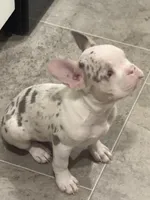 Snowflake , a female French Bulldog for sale in Seattle, WA – Photo 2 of 3