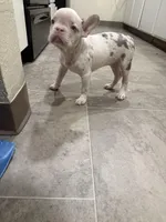 Snowflake , a female French Bulldog for sale in Seattle, WA – Photo 3 of 3