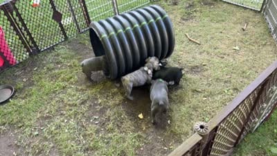 Facility video