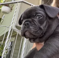 Rosita, a female French Bulldog for sale in Alexandria, MN – 4 of 6