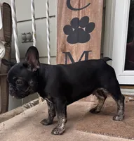 Tito, a male French Bulldog for sale in Alexandria, MN – 5 of 6