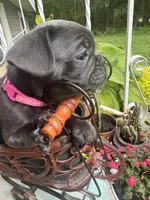 Rosita, a female French Bulldog for sale in Alexandria, MN – 1 of 6