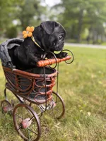 Martini, a female French Bulldog for sale in Alexandria, MN – 3 of 9
