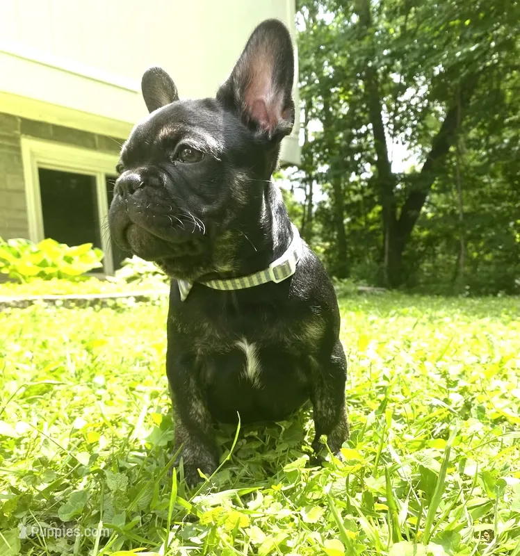 Tito – French Bulldog puppy for sale in Alexandria, MN