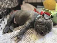 Potato, a male French Bulldog for sale in Alexandria, MN – 9 of 9