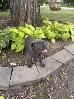 Tator , a male French Bulldog for sale in Alexandria, MN – 2 of 8