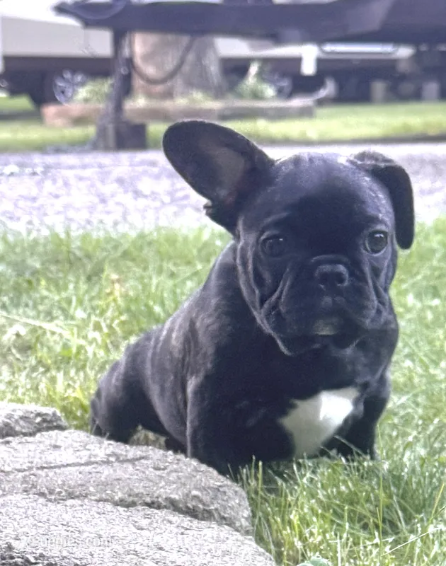 Martini – French Bulldog puppy for sale in Alexandria, MN