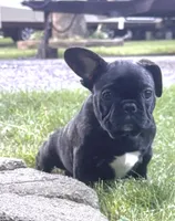 Martini, a female French Bulldog for sale in Alexandria, MN – 9 of 10