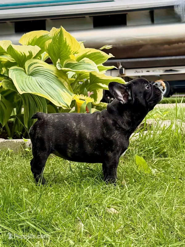 Martini – French Bulldog puppy for sale in Alexandria, MN