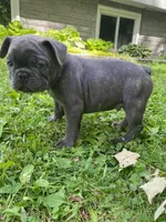 Tator , a male French Bulldog for sale in Alexandria, MN – 6 of 9