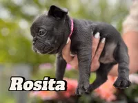 Rosita, a female French Bulldog for sale in Alexandria, MN – 2 of 6