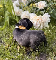 Martini, a female French Bulldog for sale in Alexandria, MN – 8 of 10