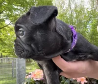 Martini, a female French Bulldog for sale in Alexandria, MN – 2 of 9