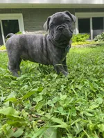 Nacho, a male French Bulldog for sale in Alexandria, MN – 4 of 4