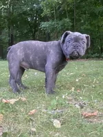 Tator , a male French Bulldog for sale in Alexandria, MN – 3 of 8
