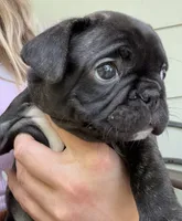 Martini, a female French Bulldog for sale in Alexandria, MN – 4 of 9