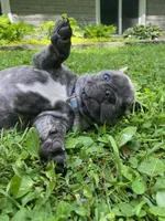 Nacho, a male French Bulldog for sale in Alexandria, MN – 2 of 4