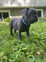 Tator , a male French Bulldog for sale in Alexandria, MN – 5 of 9