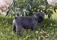 Bandito, a male French Bulldog for sale in Alexandria, MN – 7 of 8