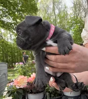 Rosita, a female French Bulldog for sale in Alexandria, MN – 6 of 6