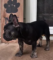 Tito, a male French Bulldog for sale in Alexandria, MN – 4 of 6