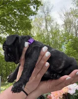 Martini, a female French Bulldog for sale in Alexandria, MN – 9 of 9