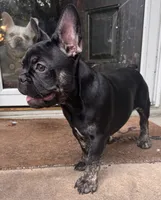 Tito, a male French Bulldog for sale in Alexandria, MN – 6 of 6