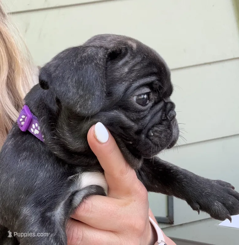Martini – French Bulldog puppy for sale in Alexandria, MN