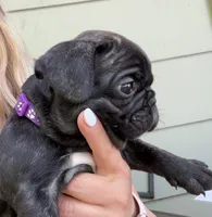 Martini, a female French Bulldog for sale in Alexandria, MN – 1 of 9