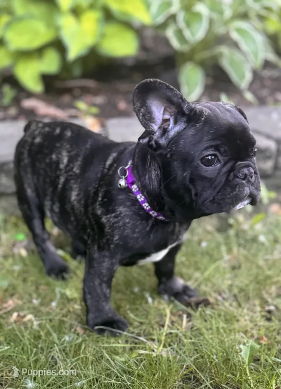 Martini – French Bulldog puppy for sale in Alexandria, MN