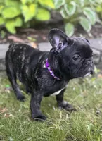 Martini, a female French Bulldog for sale in Alexandria, MN – 10 of 10