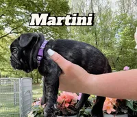 Martini, a female French Bulldog for sale in Alexandria, MN – 7 of 9