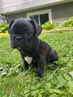 Martini, a female French Bulldog for sale in Alexandria, MN – 7 of 10