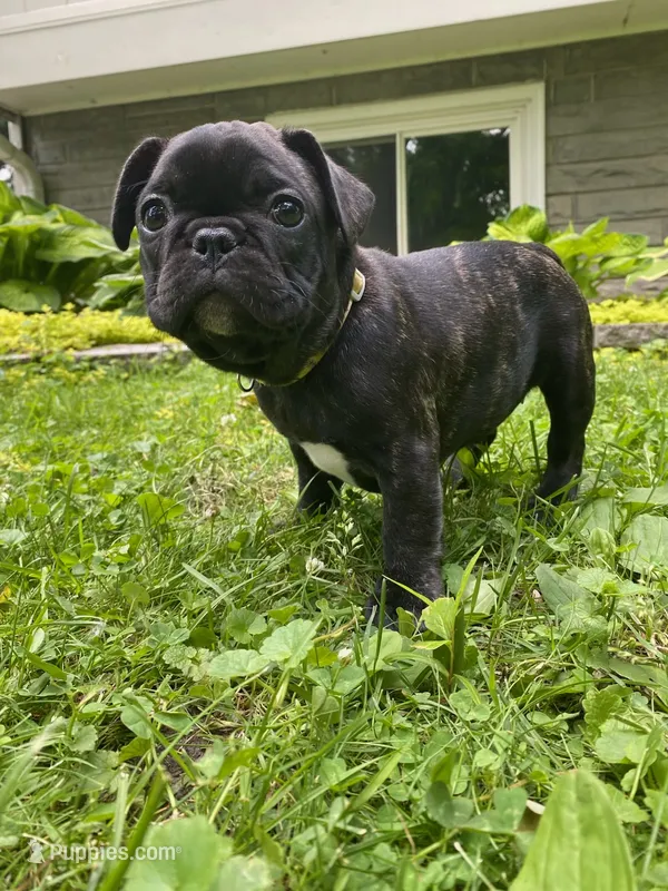 Martini – French Bulldog puppy for sale in Alexandria, MN