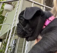 Rosita, a female French Bulldog for sale in Alexandria, MN – 3 of 6