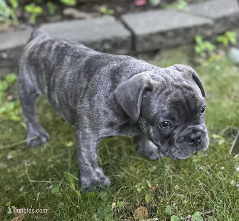 Nacho – French Bulldog puppy for sale in Alexandria, MN
