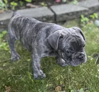 Nacho, a male French Bulldog for sale in Alexandria, MN – 1 of 9