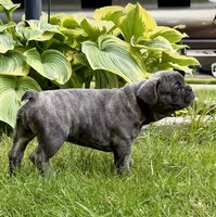 Nacho, a male French Bulldog for sale in Alexandria, MN – 2 of 9