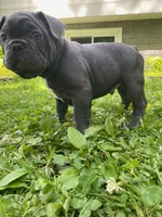 Bandito, a male French Bulldog for sale in Alexandria, MN – 2 of 8