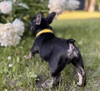 Tito, a male French Bulldog for sale in Alexandria, MN – 5 of 7