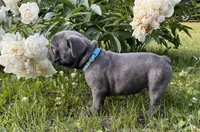 Tator , a male French Bulldog for sale in Alexandria, MN – 9 of 9