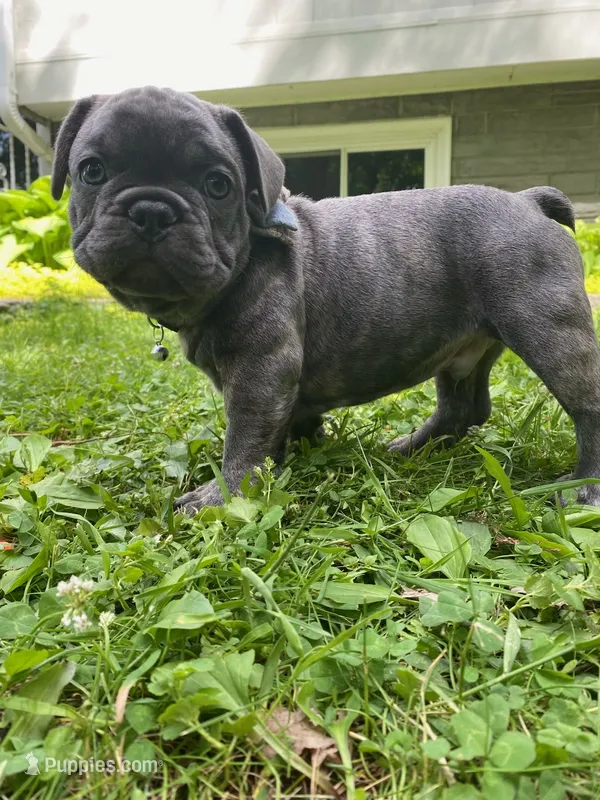 Nacho – French Bulldog puppy for sale in Alexandria, MN