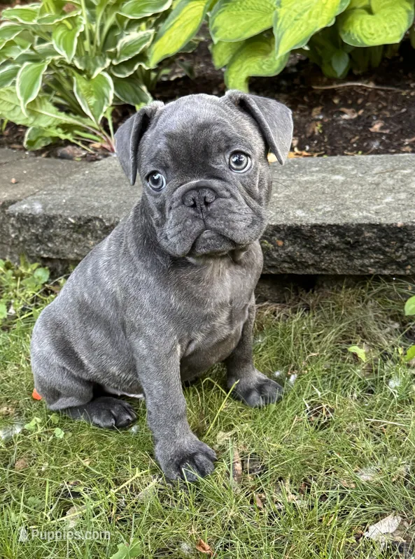 Tator  – French Bulldog puppy for sale in Alexandria, MN