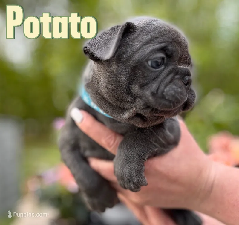 Potato – French Bulldog puppy for sale in Alexandria, MN