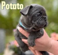 Potato, a male French Bulldog for sale in Alexandria, MN – 1 of 9